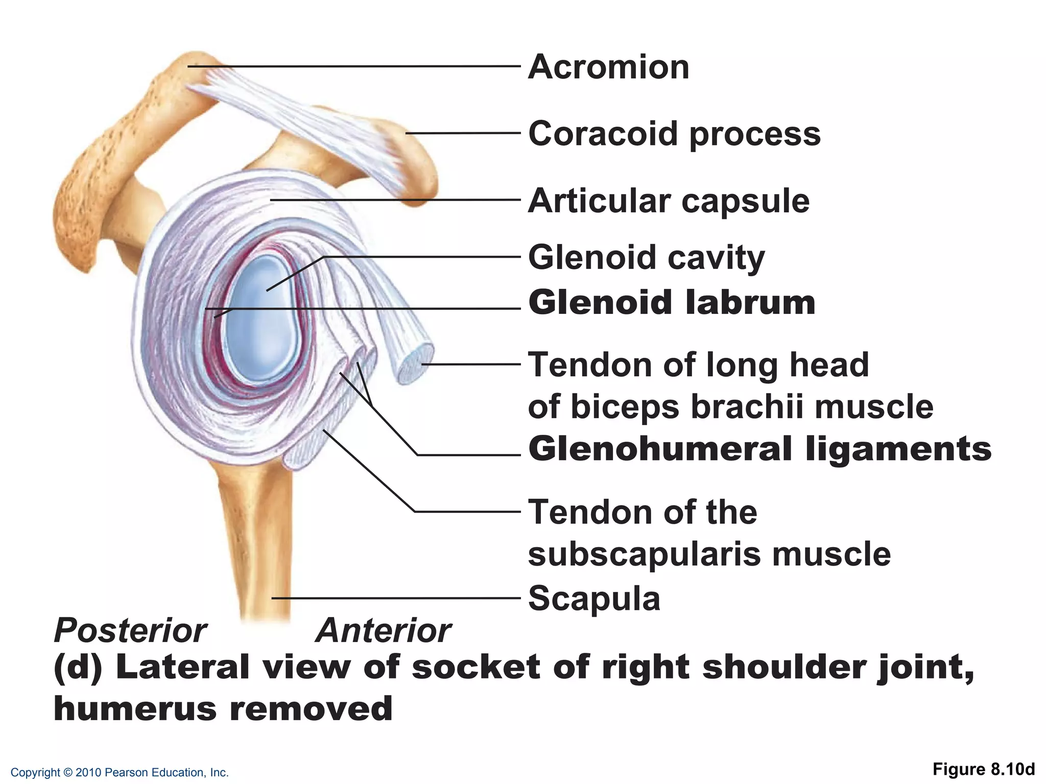 Figure 8.10d Acromion Coracoid process Articular capsule Glenoid cavity Glenoid labrum Tendon of long head of biceps brachii muscle  Glenohumeral ligaments Tendon of the subscapularis muscle  Scapula Posterior Anterior (d) Lateral view of socket of right shoulder joint, humerus removed 