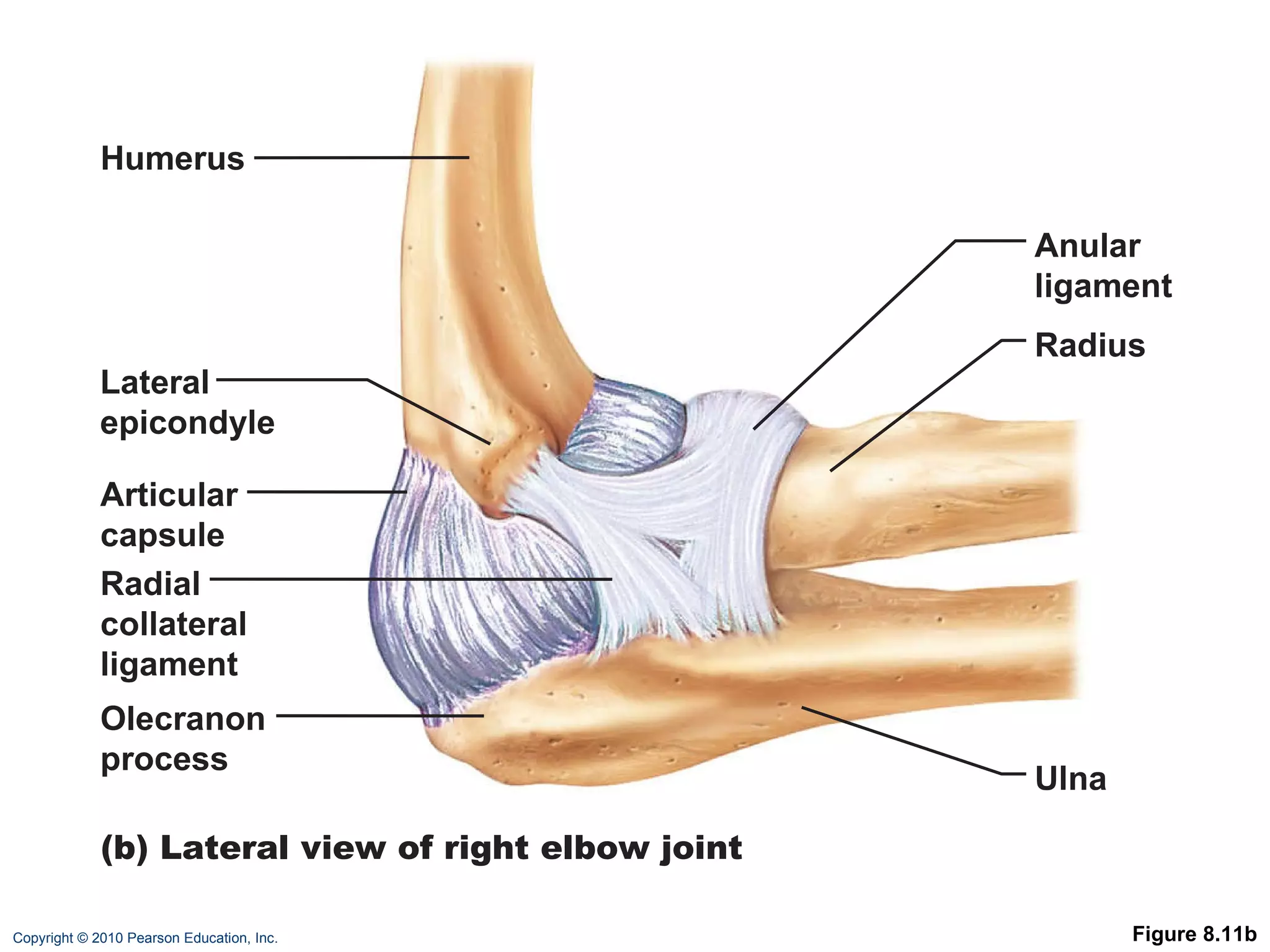 Figure 8.11b Humerus Lateral epicondyle Articular capsule Radial collateral ligament Olecranon process Anular ligament Radius Ulna (b) Lateral view of right elbow joint 