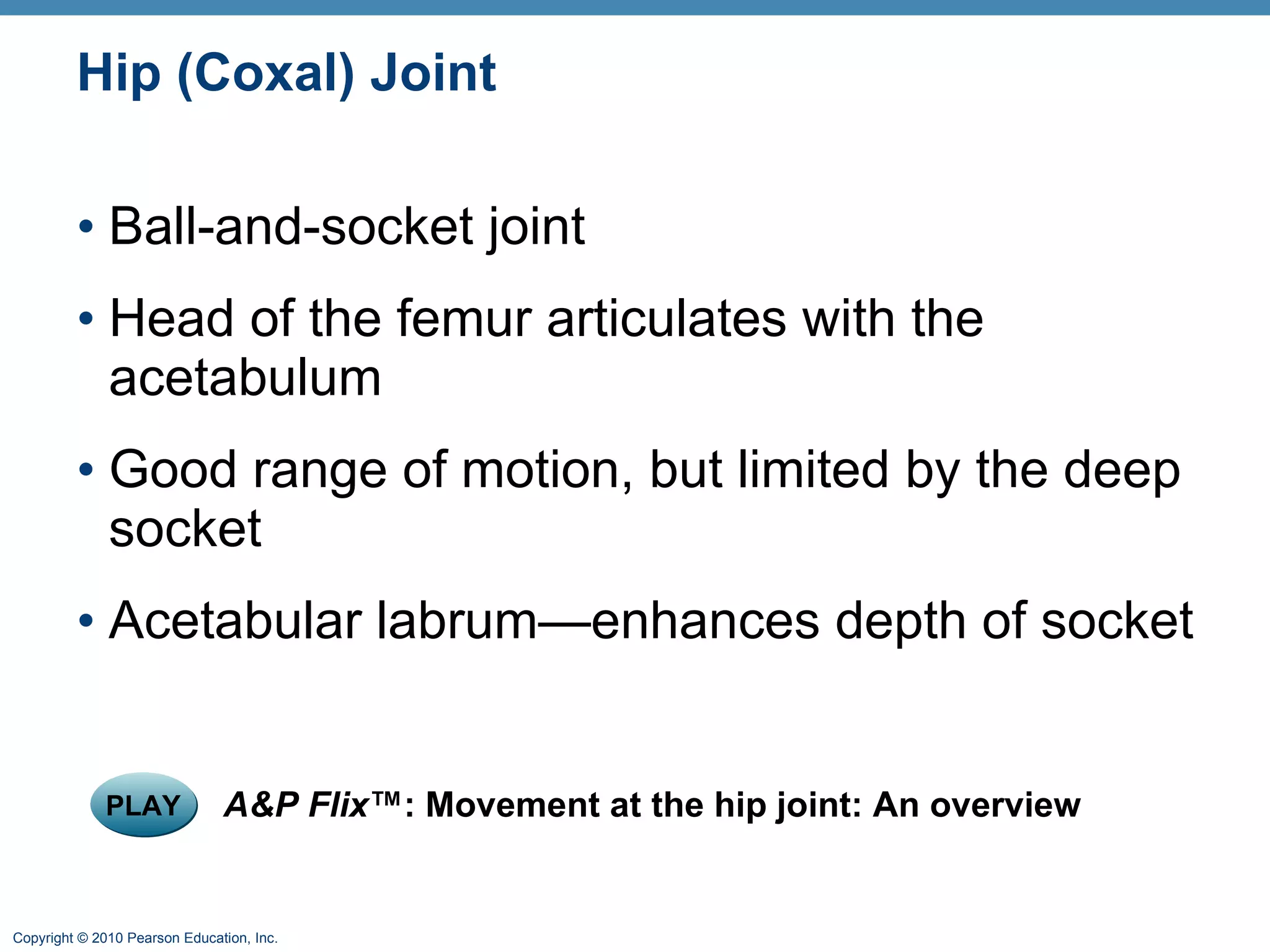 Hip (Coxal) Joint Ball-and-socket joint Head of the femur articulates with the acetabulum Good range of motion, but limited by the deep socket  Acetabular labrum—enhances depth of socket PLAY A&P Flix ™: Movement at the hip joint: An overview 