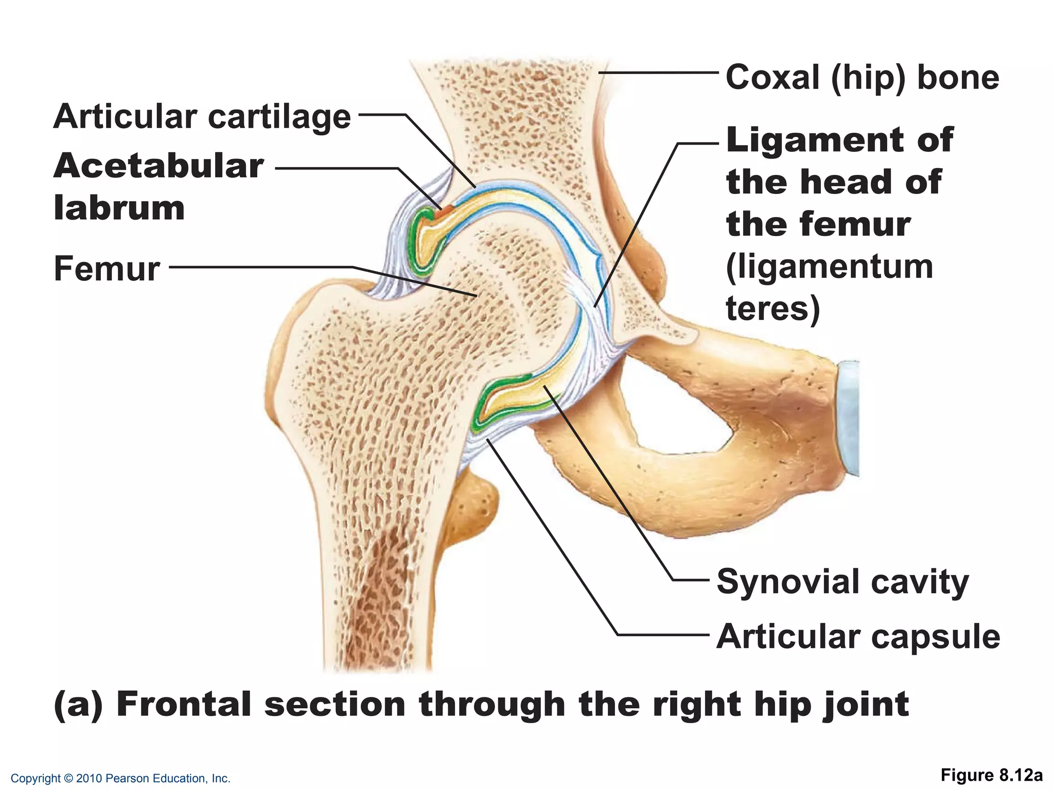 Figure 8.12a Articular cartilage Coxal (hip) bone Ligament of the head of  the femur  (ligamentum  teres) Synovial cavity Articular capsule Acetabular labrum  Femur (a) Frontal section through the right hip joint 