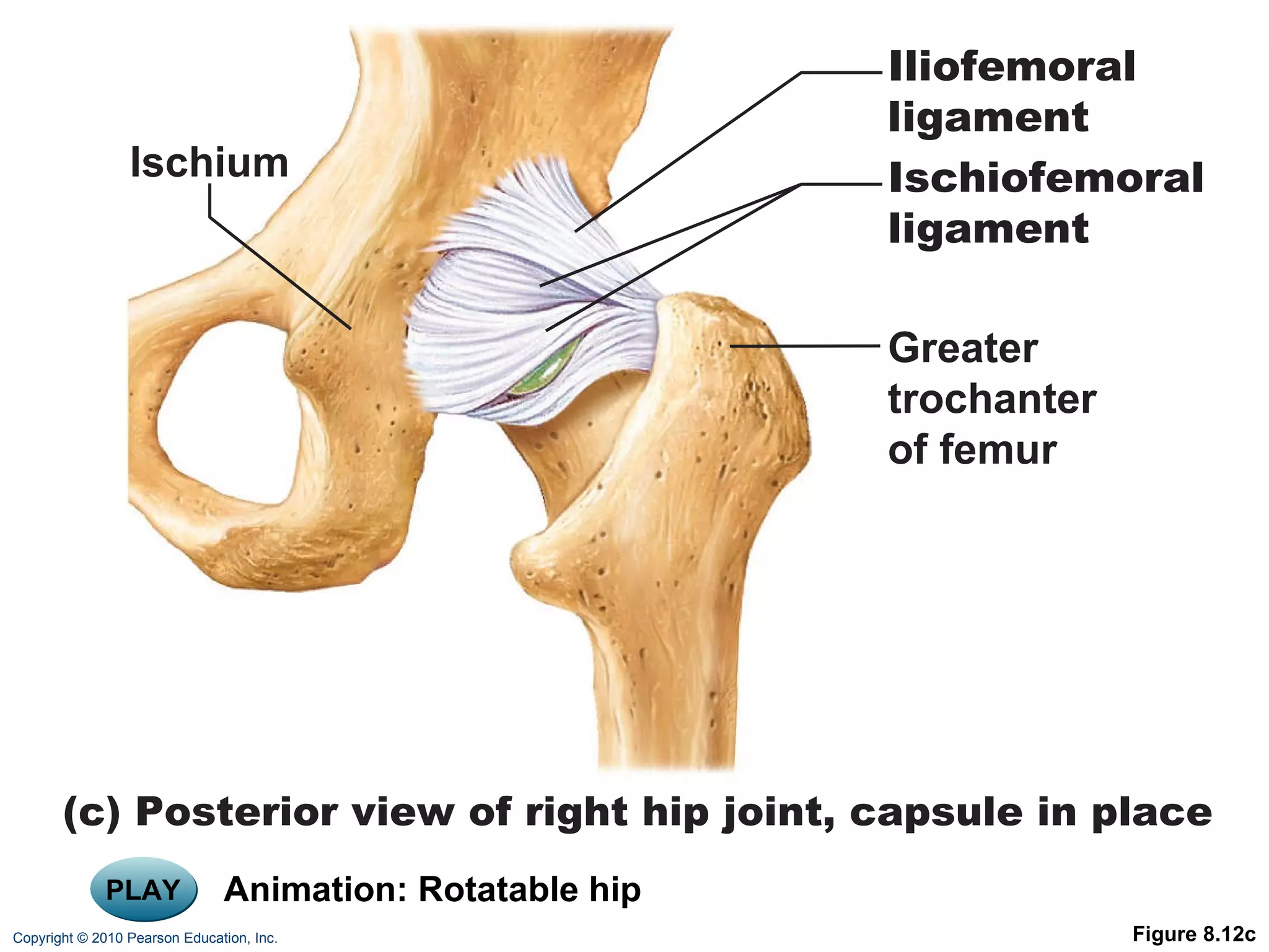 PLAY Animation: Rotatable hip Figure 8.12c Ischium Iliofemoral ligament Ischiofemoral ligament Greater trochanter of femur (c) Posterior view of right hip joint, capsule in place 