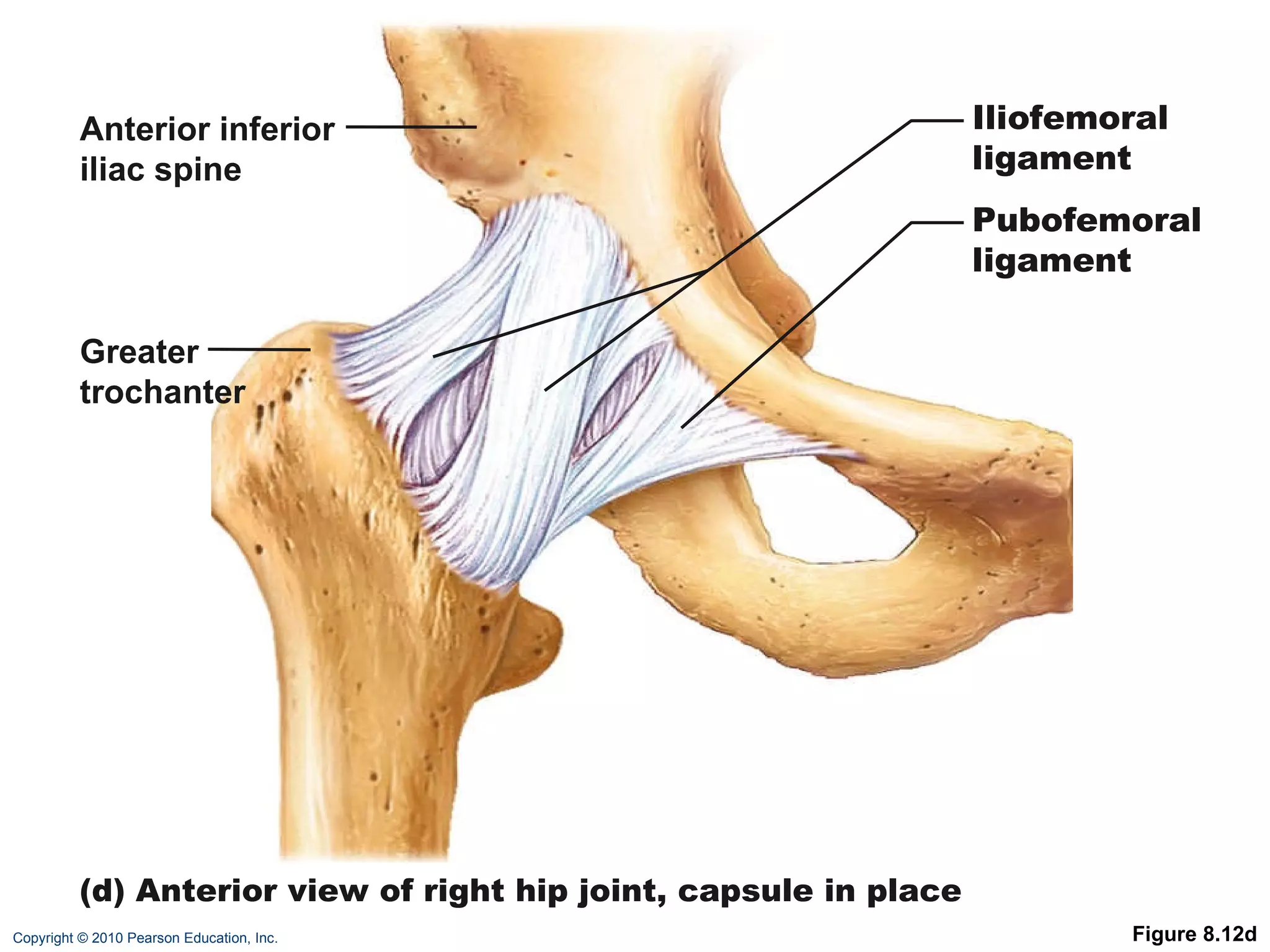 Figure 8.12d Anterior inferior iliac spine Iliofemoral ligament Pubofemoral ligament Greater trochanter (d) Anterior view of right hip joint, capsule in place  