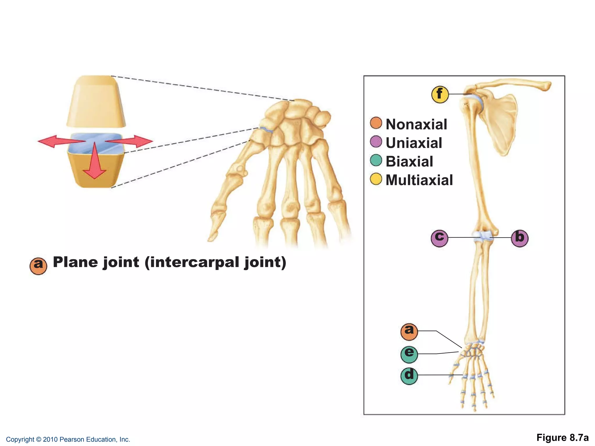 Figure 8.7a a b c d e f Nonaxial Uniaxial Biaxial Multiaxial a Plane joint (intercarpal joint) 