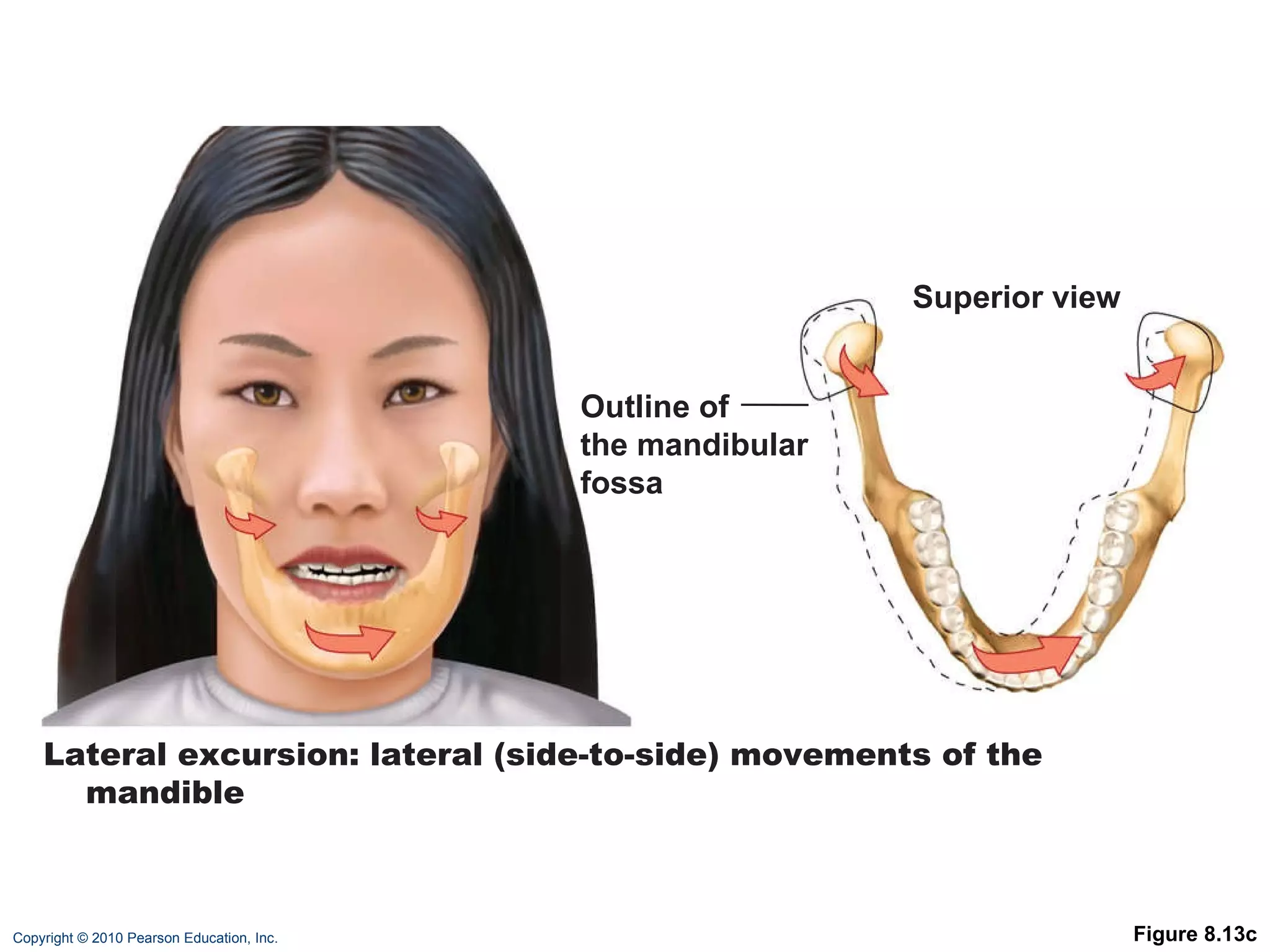 Figure 8.13c Lateral excursion: lateral (side-to-side) movements of the mandible Outline of the mandibular fossa Superior view 