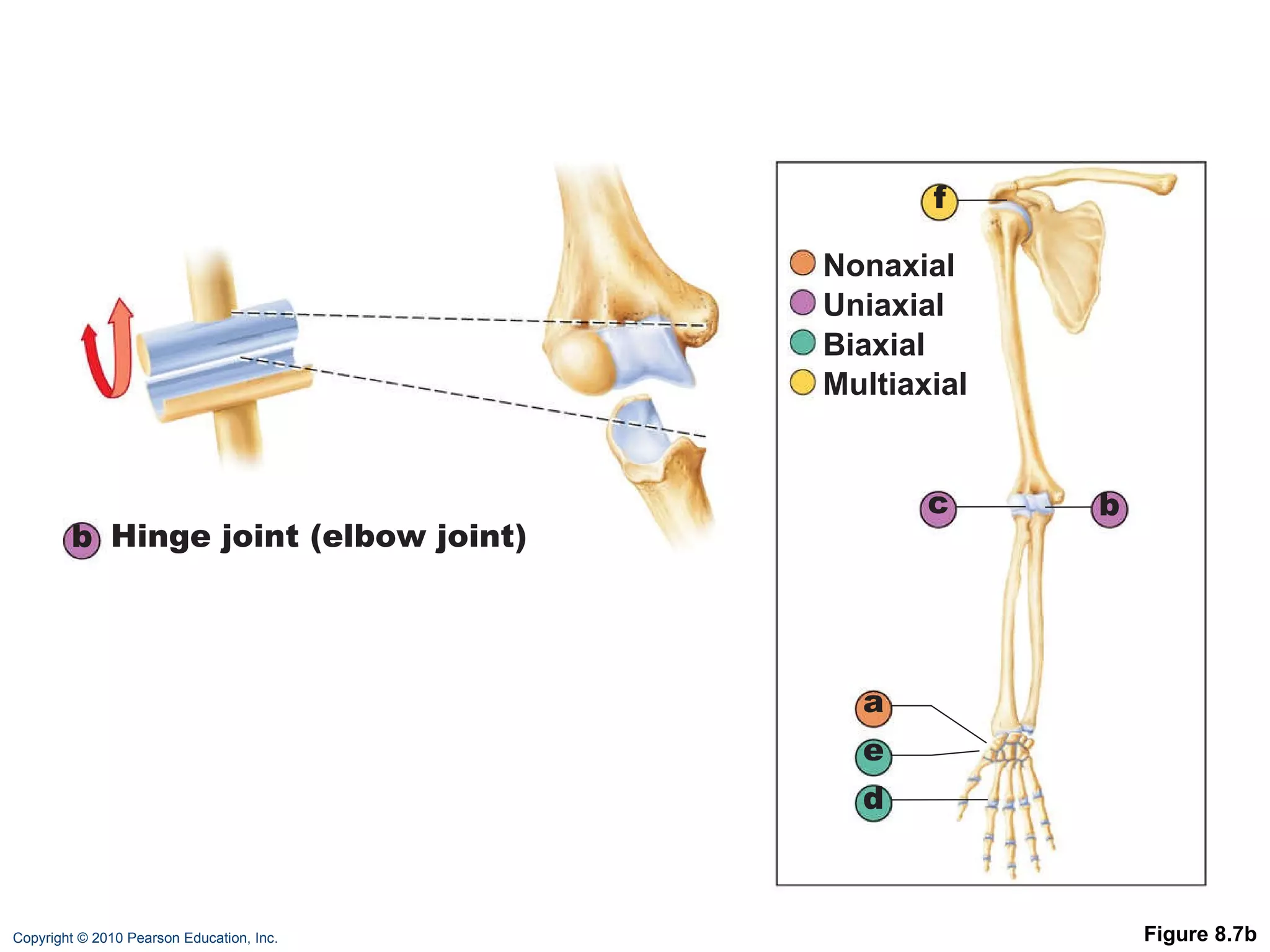 Figure 8.7b b Hinge joint (elbow joint) a b c d e f Nonaxial Uniaxial Biaxial Multiaxial 