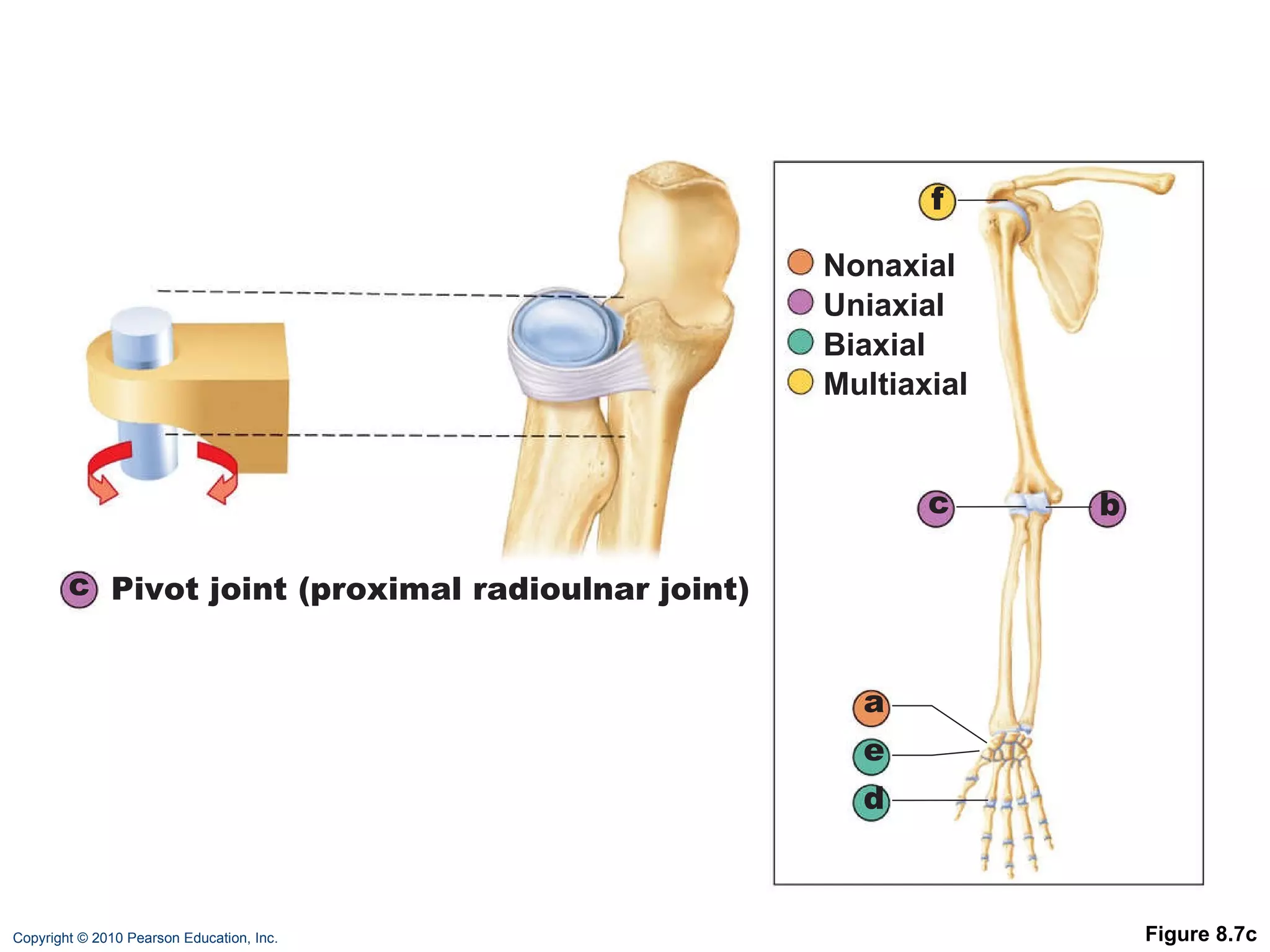 Figure 8.7c c Pivot joint (proximal radioulnar joint) a b c d e f Nonaxial Uniaxial Biaxial Multiaxial 
