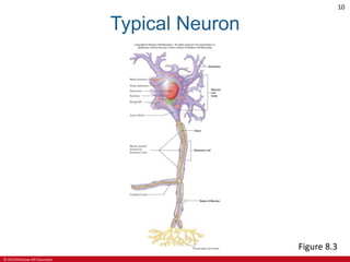 © 2019 McGraw-Hill Education
10
Typical Neuron
Figure 8.3
 