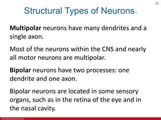 © 2019 McGraw-Hill Education
11
Structural Types of Neurons1
Multipolar neurons have many dendrites and a
single axon.
Most of the neurons within the CNS and nearly
all motor neurons are multipolar.
Bipolar neurons have two processes: one
dendrite and one axon.
Bipolar neurons are located in some sensory
organs, such as in the retina of the eye and in
the nasal cavity.
 