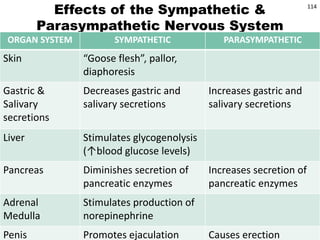 © 2019 McGraw-Hill Education
114
Effects of the Sympathetic &
Parasympathetic Nervous System
ORGAN SYSTEM SYMPATHETIC PARASYMPATHETIC
Skin “Goose flesh”, pallor,
diaphoresis
Gastric &
Salivary
secretions
Decreases gastric and
salivary secretions
Increases gastric and
salivary secretions
Liver Stimulates glycogenolysis
(↑blood glucose levels)
Pancreas Diminishes secretion of
pancreatic enzymes
Increases secretion of
pancreatic enzymes
Adrenal
Medulla
Stimulates production of
norepinephrine
Penis Promotes ejaculation Causes erection
 