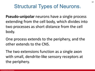 © 2019 McGraw-Hill Education
12
Structural Types of Neurons2
Pseudo-unipolar neurons have a single process
extending from the cell body, which divides into
two processes as short distance from the cell
body.
One process extends to the periphery, and the
other extends to the CNS.
The two extensions function as a single axon
with small, dendrite-like sensory receptors at
the periphery.
 