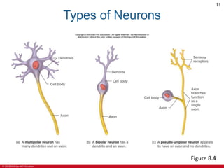 © 2019 McGraw-Hill Education
13
Types of Neurons
Figure 8.4
 