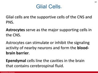 © 2019 McGraw-Hill Education
14
Glial Cells1
Glial cells are the supportive cells of the CNS and
PNS.
Astrocytes serve as the major supporting cells in
the CNS.
Astrocytes can stimulate or inhibit the signaling
activity of nearby neurons and form the blood-
brain barrier.
Ependymal cells line the cavities in the brain
that contains cerebrospinal fluid.
 