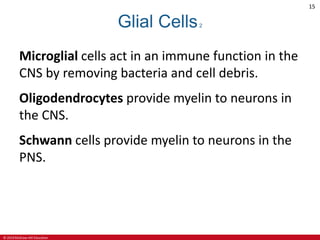 © 2019 McGraw-Hill Education
15
Glial Cells2
Microglial cells act in an immune function in the
CNS by removing bacteria and cell debris.
Oligodendrocytes provide myelin to neurons in
the CNS.
Schwann cells provide myelin to neurons in the
PNS.
 