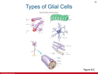© 2019 McGraw-Hill Education
16
Types of Glial Cells
Figure 8.5
 