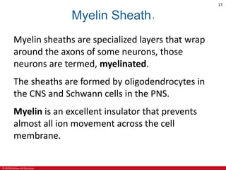 © 2019 McGraw-Hill Education
17
Myelin Sheath1
Myelin sheaths are specialized layers that wrap
around the axons of some neurons, those
neurons are termed, myelinated.
The sheaths are formed by oligodendrocytes in
the CNS and Schwann cells in the PNS.
Myelin is an excellent insulator that prevents
almost all ion movement across the cell
membrane.
 