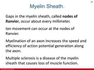 © 2019 McGraw-Hill Education
18
Myelin Sheath2
Gaps in the myelin sheath, called nodes of
Ranvier, occur about every millimeter.
Ion movement can occur at the nodes of
Ranvier.
Myelination of an axon increases the speed and
efficiency of action potential generation along
the axon.
Multiple sclerosis is a disease of the myelin
sheath that causes loss of muscle function.
 