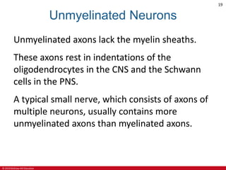 © 2019 McGraw-Hill Education
19
Unmyelinated Neurons
Unmyelinated axons lack the myelin sheaths.
These axons rest in indentations of the
oligodendrocytes in the CNS and the Schwann
cells in the PNS.
A typical small nerve, which consists of axons of
multiple neurons, usually contains more
unmyelinated axons than myelinated axons.
 