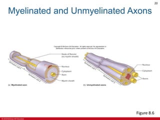© 2019 McGraw-Hill Education
20
Myelinated and Unmyelinated Axons
Figure 8.6
 