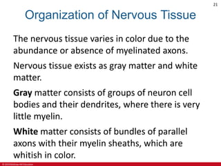 © 2019 McGraw-Hill Education
21
Organization of Nervous Tissue
The nervous tissue varies in color due to the
abundance or absence of myelinated axons.
Nervous tissue exists as gray matter and white
matter.
Gray matter consists of groups of neuron cell
bodies and their dendrites, where there is very
little myelin.
White matter consists of bundles of parallel
axons with their myelin sheaths, which are
whitish in color.
 