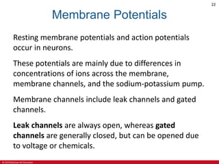 © 2019 McGraw-Hill Education
22
Membrane Potentials
Resting membrane potentials and action potentials
occur in neurons.
These potentials are mainly due to differences in
concentrations of ions across the membrane,
membrane channels, and the sodium-potassium pump.
Membrane channels include leak channels and gated
channels.
Leak channels are always open, whereas gated
channels are generally closed, but can be opened due
to voltage or chemicals.
 