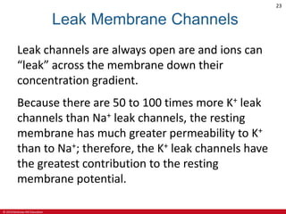 © 2019 McGraw-Hill Education
23
Leak Membrane Channels
Leak channels are always open are and ions can
“leak” across the membrane down their
concentration gradient.
Because there are 50 to 100 times more K+ leak
channels than Na+ leak channels, the resting
membrane has much greater permeability to K+
than to Na+; therefore, the K+ leak channels have
the greatest contribution to the resting
membrane potential.
 