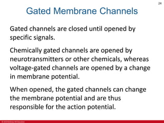 © 2019 McGraw-Hill Education
24
Gated Membrane Channels
Gated channels are closed until opened by
specific signals.
Chemically gated channels are opened by
neurotransmitters or other chemicals, whereas
voltage-gated channels are opened by a change
in membrane potential.
When opened, the gated channels can change
the membrane potential and are thus
responsible for the action potential.
 