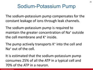 © 2019 McGraw-Hill Education
25
Sodium-Potassium Pump
The sodium-potassium pump compensates for the
constant leakage of ions through leak channels.
The sodium-potassium pump is required to
maintain the greater concentration of Na+ outside
the cell membrane and K+ inside.
The pump actively transports K+ into the cell and
Na+ out of the cell.
It is estimated that the sodium-potassium pump
consumes 25% of all the ATP in a typical cell and
70% of the ATP in a neuron.
 