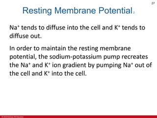 © 2019 McGraw-Hill Education
27
Resting Membrane Potential2
Na+ tends to diffuse into the cell and K+ tends to
diffuse out.
In order to maintain the resting membrane
potential, the sodium-potassium pump recreates
the Na+ and K+ ion gradient by pumping Na+ out of
the cell and K+ into the cell.
 