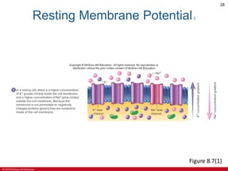 © 2019 McGraw-Hill Education
28
Resting Membrane Potential3
Figure 8.7(1)
 
