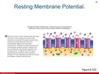 © 2019 McGraw-Hill Education
29
Resting Membrane Potential4
Figure 8.7(2)
 
