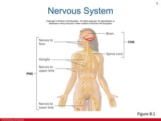 © 2019 McGraw-Hill Education
3
Nervous System
Figure 8.1
 
