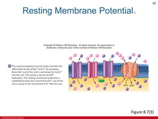 © 2019 McGraw-Hill Education
30
Resting Membrane Potential5
Figure 8.7(3)
 