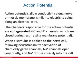 © 2019 McGraw-Hill Education
31
Action Potential1
Action potentials allow conductivity along nerve
or muscle membrane, similar to electricity going
along an electrical wire.
The channels responsible for the action potential
are voltage-gated Na+ and K+ channels, which are
closed during rest (resting membrane potential).
When a stimulus is applied to the nerve cell,
following neurotransmitter activation of
chemically gated channels, Na+ channels open
very briefly, and Na+ diffuses quickly into the cell.
 