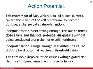 © 2019 McGraw-Hill Education
32
Action Potential2
This movement of Na+, which is called a local current,
causes the inside of the cell membrane to become
positive, a change called depolarization.
If depolarization is not strong enough, the Na+ channels
close again, and the local potential disappears without
being conducted along the nerve cell membrane.
If depolarization is large enough, Na+ enters the cell so
that the local potential reaches a threshold value.
This threshold depolarization causes voltage-gated Na+
channels to open, generally at the axon hillock.
 
