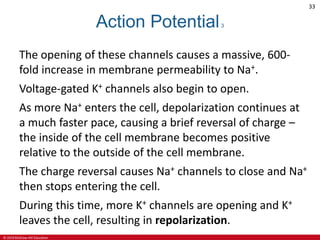 © 2019 McGraw-Hill Education
33
Action Potential3
The opening of these channels causes a massive, 600-
fold increase in membrane permeability to Na+.
Voltage-gated K+ channels also begin to open.
As more Na+ enters the cell, depolarization continues at
a much faster pace, causing a brief reversal of charge –
the inside of the cell membrane becomes positive
relative to the outside of the cell membrane.
The charge reversal causes Na+ channels to close and Na+
then stops entering the cell.
During this time, more K+ channels are opening and K+
leaves the cell, resulting in repolarization.
 