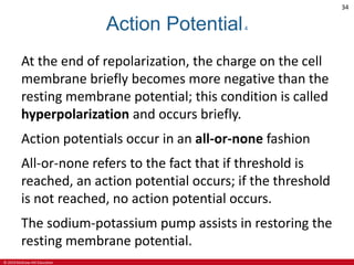 © 2019 McGraw-Hill Education
34
Action Potential4
At the end of repolarization, the charge on the cell
membrane briefly becomes more negative than the
resting membrane potential; this condition is called
hyperpolarization and occurs briefly.
Action potentials occur in an all-or-none fashion
All-or-none refers to the fact that if threshold is
reached, an action potential occurs; if the threshold
is not reached, no action potential occurs.
The sodium-potassium pump assists in restoring the
resting membrane potential.
 