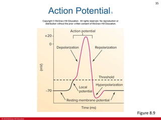 © 2019 McGraw-Hill Education
35
Action Potential5
Figure 8.9
 