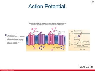 © 2019 McGraw-Hill Education
37
Action Potential7
Figure 8.8 (2)
 
