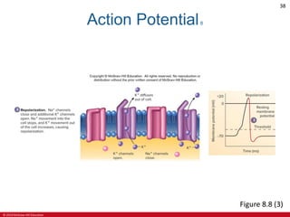 © 2019 McGraw-Hill Education
38
Action Potential8
Figure 8.8 (3)
 