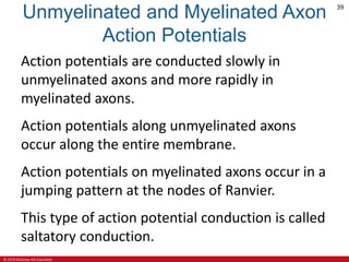 © 2019 McGraw-Hill Education
39
Unmyelinated and Myelinated Axon
Action Potentials
Action potentials are conducted slowly in
unmyelinated axons and more rapidly in
myelinated axons.
Action potentials along unmyelinated axons
occur along the entire membrane.
Action potentials on myelinated axons occur in a
jumping pattern at the nodes of Ranvier.
This type of action potential conduction is called
saltatory conduction.
 