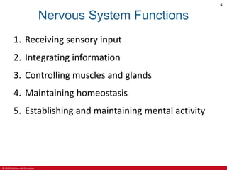 © 2019 McGraw-Hill Education
4
Nervous System Functions
1. Receiving sensory input
2. Integrating information
3. Controlling muscles and glands
4. Maintaining homeostasis
5. Establishing and maintaining mental activity
 
