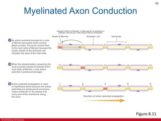 © 2019 McGraw-Hill Education
41
Myelinated Axon Conduction
Figure 8.11
 