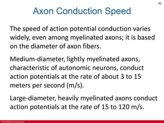 © 2019 McGraw-Hill Education
42
Axon Conduction Speed
The speed of action potential conduction varies
widely, even among myelinated axons; it is based
on the diameter of axon fibers.
Medium-diameter, lightly myelinated axons,
characteristic of autonomic neurons, conduct
action potentials at the rate of about 3 to 15
meters per second (m/s).
Large-diameter, heavily myelinated axons conduct
action potentials at the rate of 15 to 120 m/s.
 