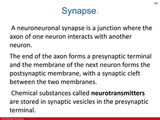 © 2019 McGraw-Hill Education
43
Synapse1
A neuroneuronal synapse is a junction where the
axon of one neuron interacts with another
neuron.
The end of the axon forms a presynaptic terminal
and the membrane of the next neuron forms the
postsynaptic membrane, with a synaptic cleft
between the two membranes.
Chemical substances called neurotransmitters
are stored in synaptic vesicles in the presynaptic
terminal.
 