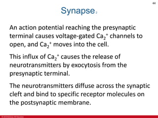 © 2019 McGraw-Hill Education
44
Synapse2
An action potential reaching the presynaptic
terminal causes voltage-gated Ca2
+ channels to
open, and Ca2
+ moves into the cell.
This influx of Ca2
+ causes the release of
neurotransmitters by exocytosis from the
presynaptic terminal.
The neurotransmitters diffuse across the synaptic
cleft and bind to specific receptor molecules on
the postsynaptic membrane.
 