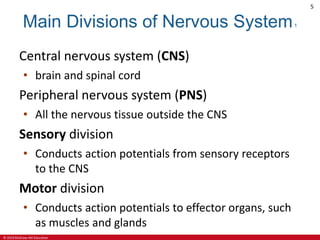 © 2019 McGraw-Hill Education
5
Main Divisions of Nervous System1
Central nervous system (CNS)
• brain and spinal cord
Peripheral nervous system (PNS)
• All the nervous tissue outside the CNS
Sensory division
• Conducts action potentials from sensory receptors
to the CNS
Motor division
• Conducts action potentials to effector organs, such
as muscles and glands
 