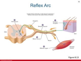 © 2019 McGraw-Hill Education
51
Reflex Arc
Figure 8.13
 