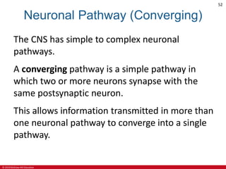 © 2019 McGraw-Hill Education
52
Neuronal Pathway (Converging)
The CNS has simple to complex neuronal
pathways.
A converging pathway is a simple pathway in
which two or more neurons synapse with the
same postsynaptic neuron.
This allows information transmitted in more than
one neuronal pathway to converge into a single
pathway.
 