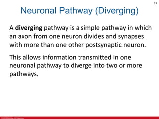 © 2019 McGraw-Hill Education
53
Neuronal Pathway (Diverging)
A diverging pathway is a simple pathway in which
an axon from one neuron divides and synapses
with more than one other postsynaptic neuron.
This allows information transmitted in one
neuronal pathway to diverge into two or more
pathways.
 