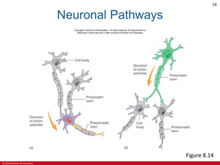 © 2019 McGraw-Hill Education
54
Neuronal Pathways
Figure 8.14
 